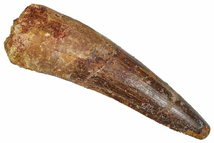 Fossil Spinosaurus Tooth - Real Dinosaur Tooth #373783